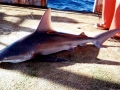 Sandbar Shark