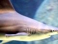 Sandbar Shark
