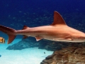 Sandbar Shark