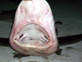 Sandbar Shark