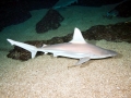 Sandbar Shark