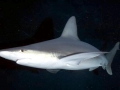 Sandbar Shark