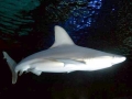 Sandbar Shark