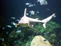Sandbar Shark