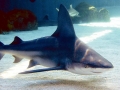 Sandbar Shark