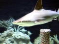 Sandbar Shark