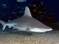 Sandbar Shark