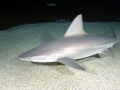 Sandbar Shark