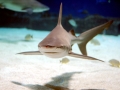 Sandbar Shark