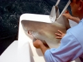 Sandbar Shark