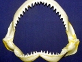 Sandbar Shark