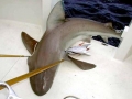 Sandbar Shark