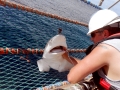 Sandbar Shark