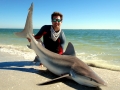 Sandbar Shark