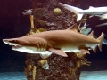 Sandbar Shark