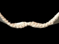Sandbar Shark