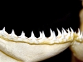 Sandbar Shark