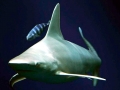 Sandbar Shark