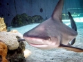 Sandbar Shark