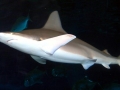 Sandbar Shark