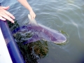 Sandbar Shark