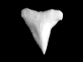 Sandbar Shark