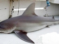 Sandbar Shark