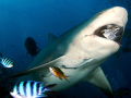 Sandbar Shark