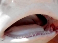 Sandbar Shark