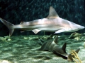 Sandbar Shark