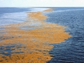 Sargasso Sea