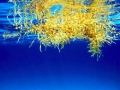 Sargasso Sea