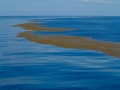 Sargasso Sea