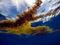Sargasso Sea