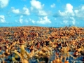 Sargasso Sea