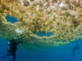 Sargasso Sea