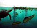 Sargasso Sea