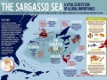 Sargasso Sea