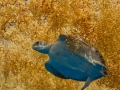 Sargasso Sea