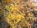 Sargasso Sea