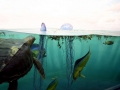 Sargasso Sea