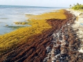 Sargasso Sea