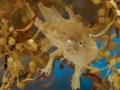 Sargasso Sea