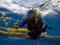 Sargasso Sea