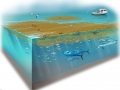 Sargasso Sea