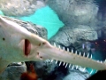 Saw Shark