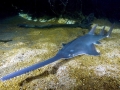 Saw Shark
