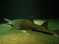 Saw Shark