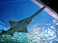 Saw Shark