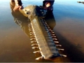 Saw Shark